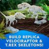 image:imageNational Geographic GlowinTheDark Dinosaur Skeleton Model Building Kit  Build Replica Velociraptor amp T rex Bones Educational Dinosaur Egg Activity Kit Fossils for Kids 57Dinosaur Skeleton Models Kit