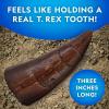 image:imageNATIONAL GEOGRAPHIC Dino Fossil Dig Kit amp Dinosaur Book for Kids Excavate a Replica Dinosaur Tooth Fossil and Study Paleontology with a FullColor Dinosaur Activity Book for Kids Amazon ExclusiveDino Dig Kit