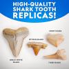 image:imageNational Geographic Shark Tooth Dig Kit  Excavate Replica Teeth Fossils from Ancient Sharks and Make a SharkTooth Necklace STEM Science Kit for Kids Ages 68 Educational Fossil Dig Activity