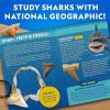 image:imageNational Geographic Shark Tooth Dig Kit  Excavate Replica Teeth Fossils from Ancient Sharks and Make a SharkTooth Necklace STEM Science Kit for Kids Ages 68 Educational Fossil Dig Activity