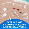 image:imageNational Geographic Shark Dissection Kit  Glow in the Dark Great White Shark Anatomy Lab with 12 Bones amp Organs Refill Pack KidFriendly Tools amp Learning GuideShark Dissection Kit