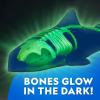 image:imageNational Geographic Shark Dissection Kit  Glow in the Dark Great White Shark Anatomy Lab with 12 Bones amp Organs Refill Pack KidFriendly Tools amp Learning GuideShark Dissection Kit