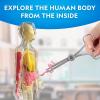 image:imageNational Geographic Human Body Model for Kids That Glows in The Dark  32Piece Interactive Anatomy Model with Bones Organs Muscles Science Kit Stocking Stuffer Anatomy amp Physiology Study Tools32Piece Anatomy Model