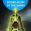 image:imageNational Geographic Human Body Model for Kids That Glows in The Dark  32Piece Interactive Anatomy Model with Bones Organs Muscles Science Kit Stocking Stuffer Anatomy amp Physiology Study Tools32Piece Anatomy Model