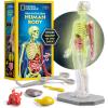 image:imageNational Geographic Human Body Model for Kids That Glows in The Dark  32Piece Interactive Anatomy Model with Bones Organs Muscles Science Kit Stocking Stuffer Anatomy amp Physiology Study Tools32Piece Anatomy Model