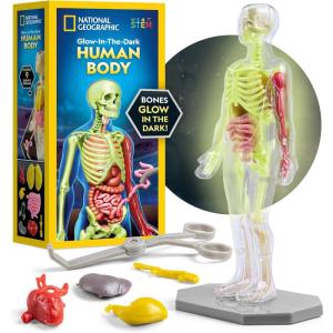 image:imageNational Geographic Human Body Model for Kids That Glows in The Dark  32Piece Interactive Anatomy Model with Bones Organs Muscles Science Kit Stocking Stuffer Anatomy amp Physiology Study Tools32Piece Anatomy Model